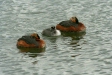 Slavonian Grebe