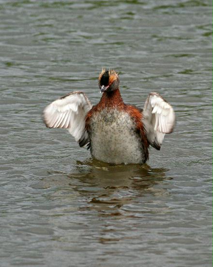 Slavonian Grebe <i>Podiceps auritus</i>