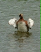 Slavonian Grebe