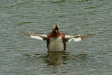 Slavonian Grebe