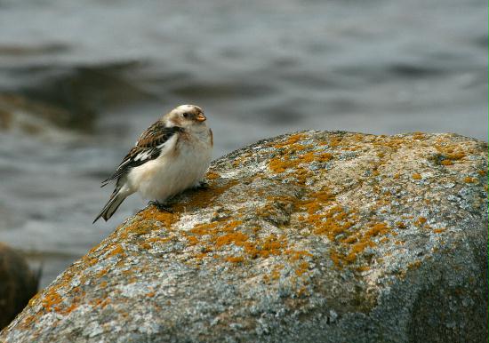 Snow Bunting <i>Plectrophenax nivalis</i>