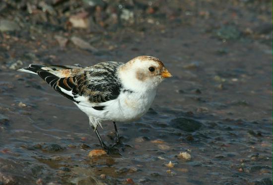 Snow Bunting <i>Plectrophenax nivalis</i>