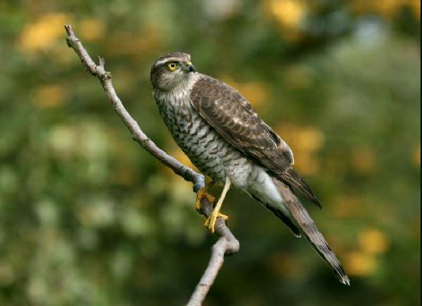 Sparrowhawk <i>Accipiter nisus</i>