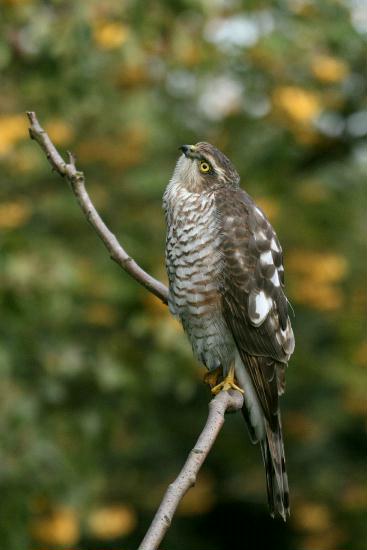 Sparrowhawk <i>Accipiter nisus</i>