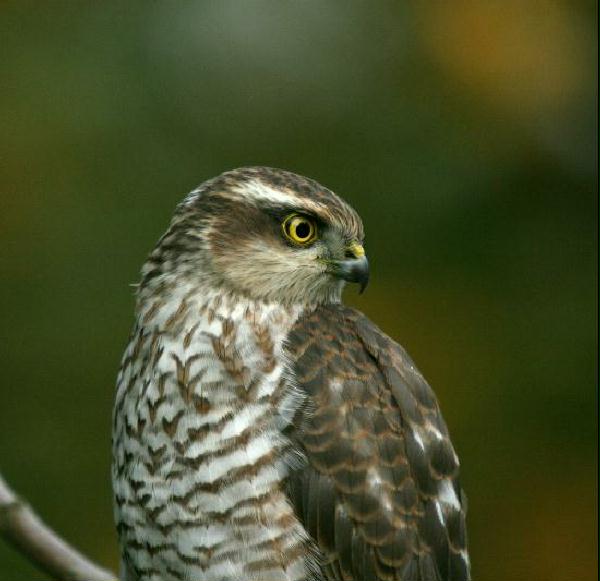 Sparrowhawk <i>Accipiter nisus</i>