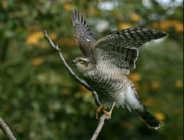 Sparrowhawk <i>Accipiter nisus</i>