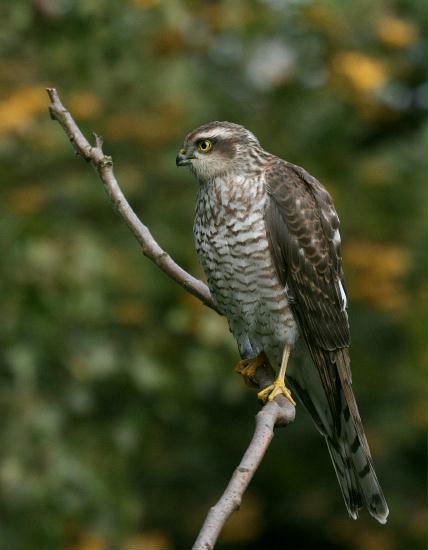 Sparrowhawk <i>Accipiter nisus</i>