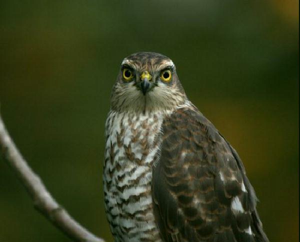 Sparrowhawk <i>Accipiter nisus</i>