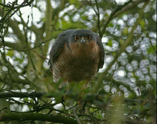 Sparrowhawk <i>Accipiter nisus</i>