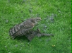 Sparrowhawk <i>Accipiter nisus</i>