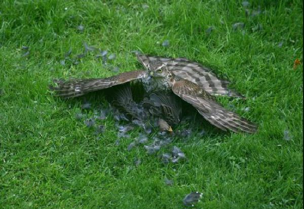 Sparrowhawk <i>Accipiter nisus</i>