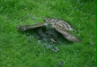 Sparrowhawk <i>Accipiter nisus</i>