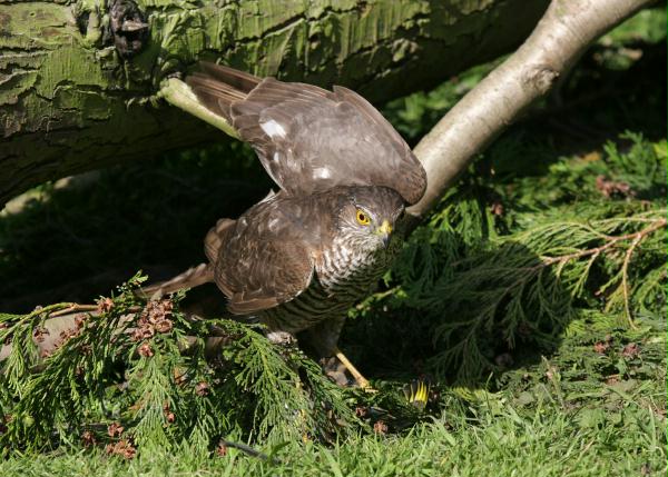 Sparrowhawk <i>Accipiter nisus</i>