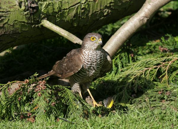 Sparrowhawk <i>Accipiter nisus</i>