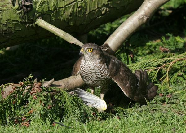 Sparrowhawk <i>Accipiter nisus</i>
