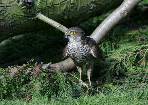 Sparrowhawk <i>Accipiter nisus</i>