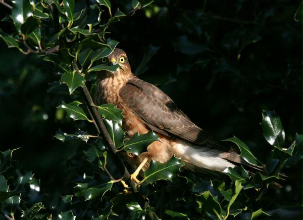 Sparrowhawk <i>Accipiter nisus</i>