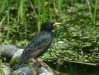 Starling