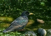 Starling