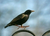Starling