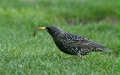 Starling