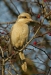 Steppe Grey Shrike