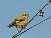 Steppe Grey Shrike