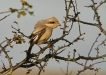 Steppe Grey Shrike