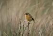 Stonechat