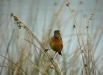 Stonechat