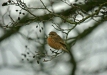 Stonechat