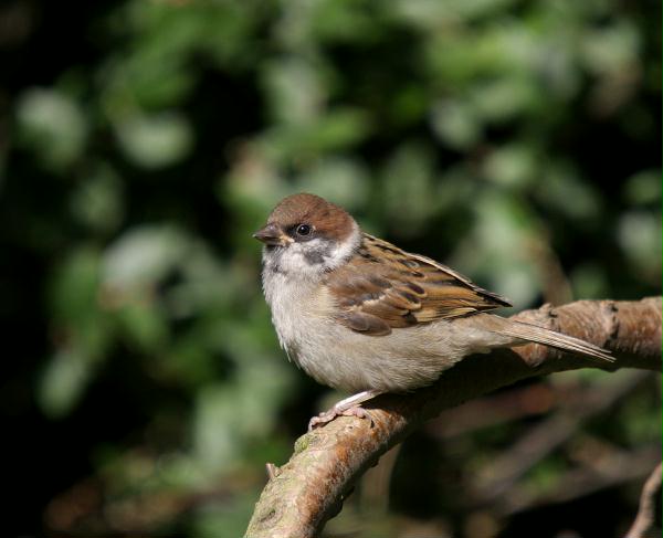 Tree Sparrow <i>Passer montanus</i>