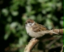 Tree Sparrow