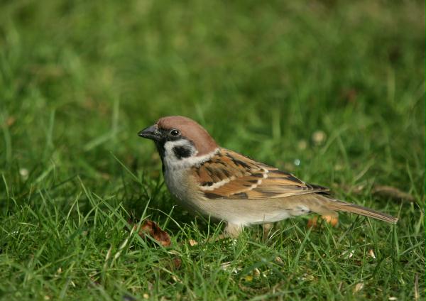 Tree Sparrow <i>Passer montanus</i>