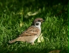 Tree Sparrow