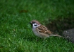 Tree Sparrow