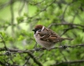 Tree Sparrow