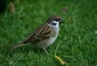 Tree Sparrow