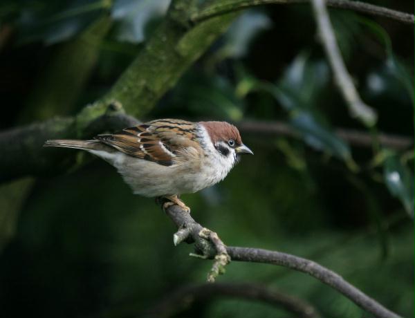 Tree Sparrow <i>Passer montanus</i>