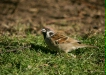Tree Sparrow
