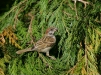 Tree Sparrow