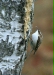 Treecreeper