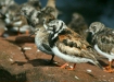 Turnstone