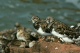 Turnstone