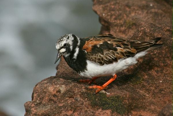 Turnstone <i>Arenaria interpres</i>