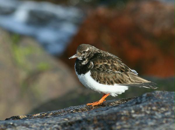 Turnstone <i>Arenaria interpres</i>