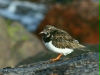 Turnstone