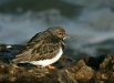 Turnstone