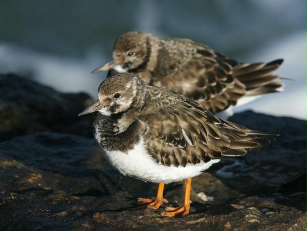 Turnstone <i>Arenaria interpres</i>