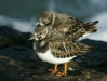 Turnstone